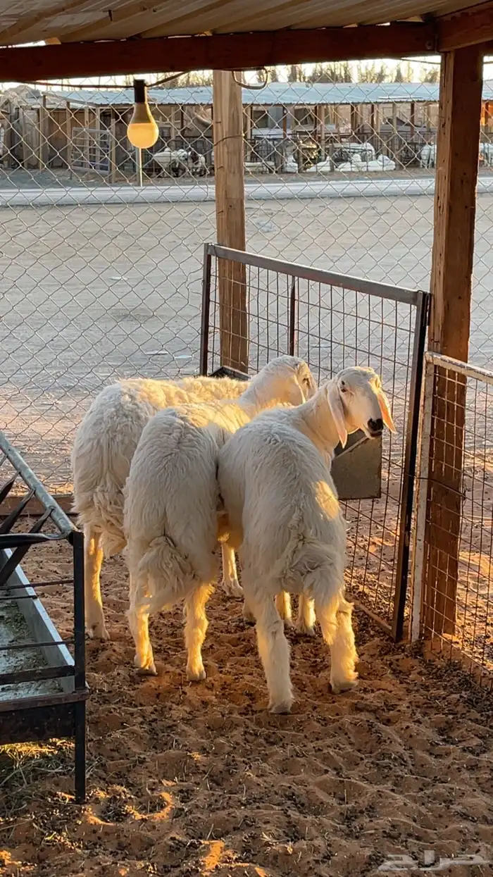 ذبايح طليان ورخال صلخ وتوصيل 1