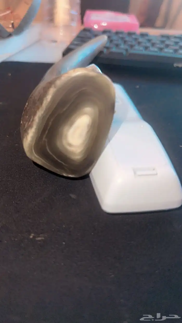 للبيع قرن حيوان ضخم او عاج وحيد القرن 1