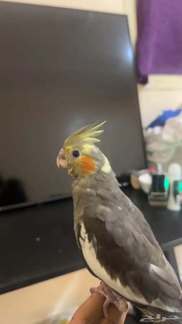 للبيع كروان بكستاني نهاية غر هداد خارجي دخالي نشبههه 1