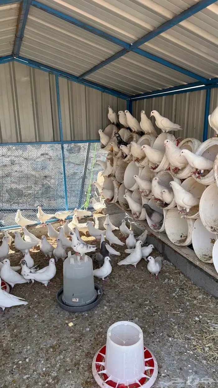 حمام فرنسي سوبر جامبو 1