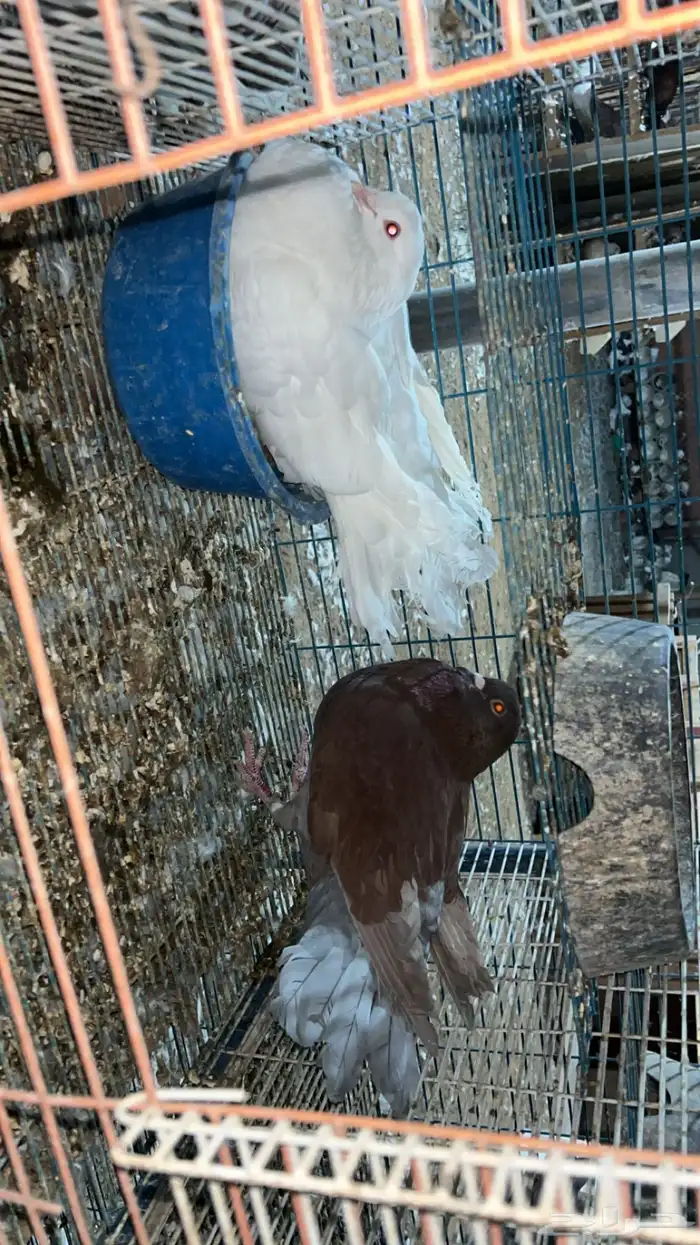 حمام مصري مفروز محاكر 1