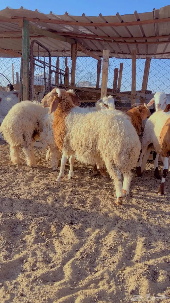 خرفان نعيم فل شحم اعمار 6 شهور 0