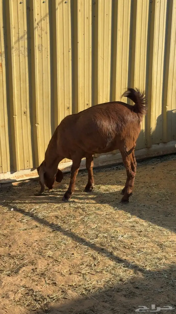 جفره حايل شهم 2