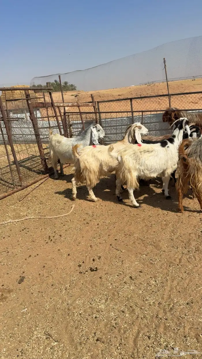 معزا عوارض دفيع 2