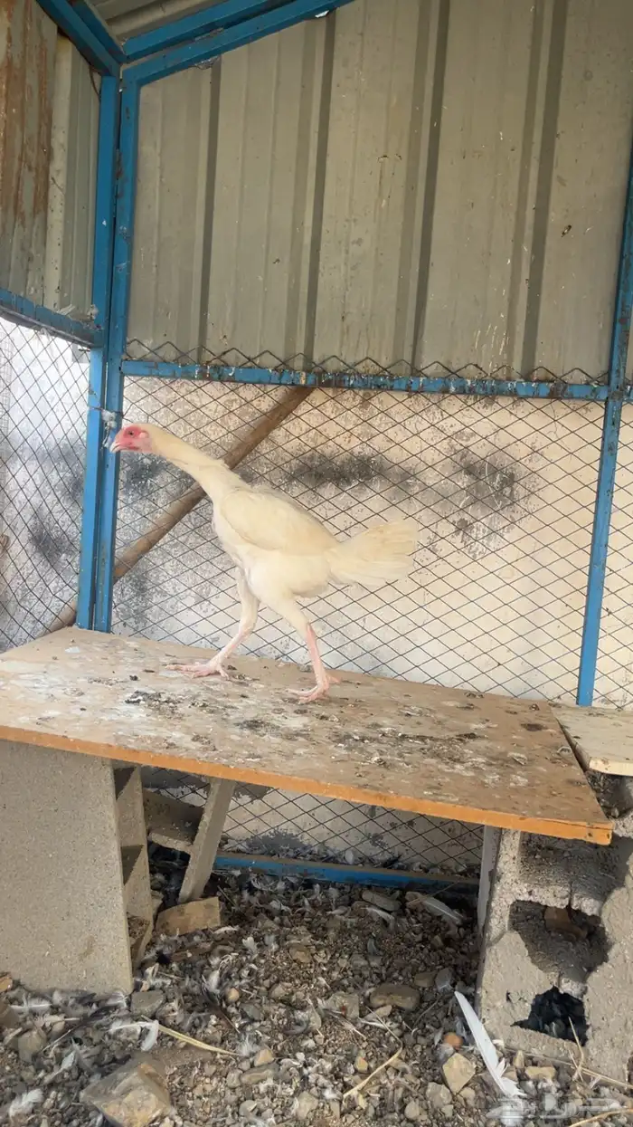 دجاج بكستاني سندي 0