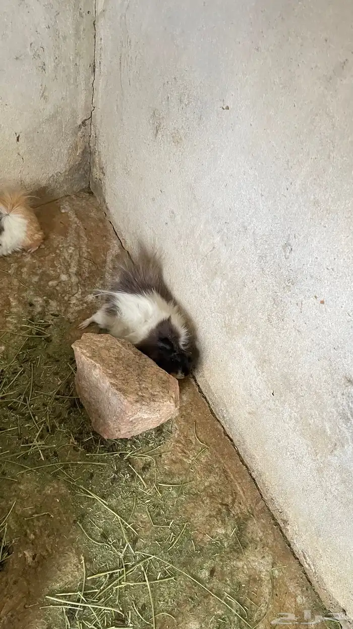 وبران بلدي و أمريكي 12