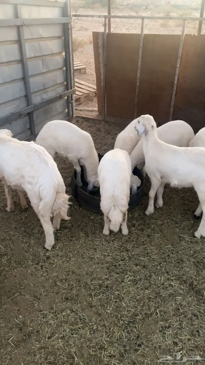 ست رخال كفو شرط على السوم 1