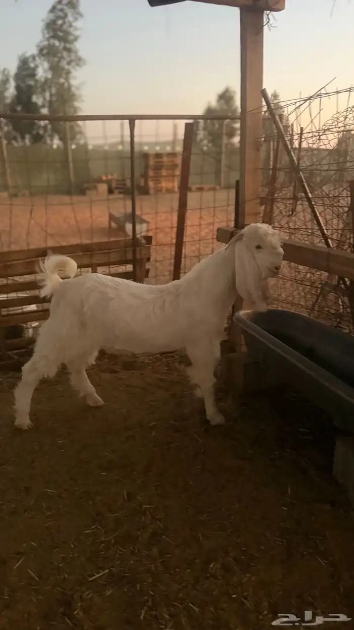 تيوس مطوره 3