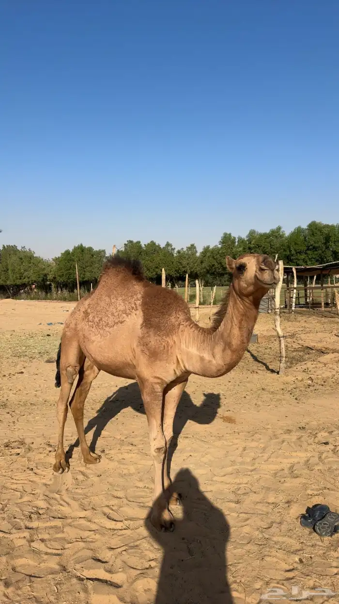 بكره للبيع 0