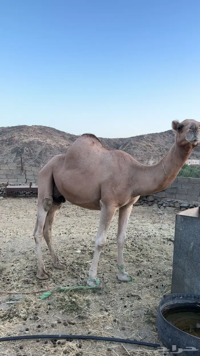 ناقه معها بكره عمرها5 اشهر والناقه لقحه في شهرين 1