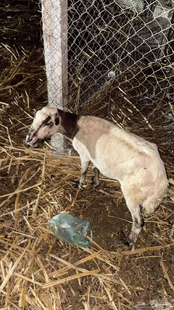 ضان للبيع على السوم 4