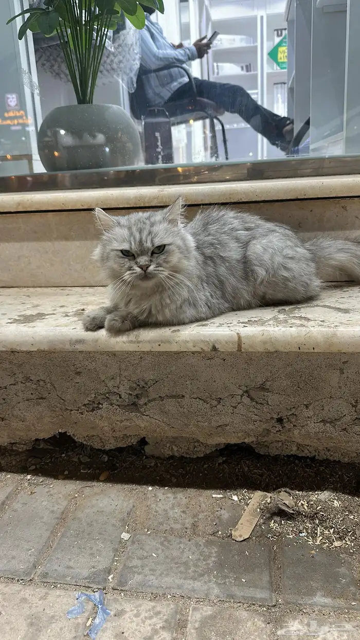 قطه منزل ضايعه 0