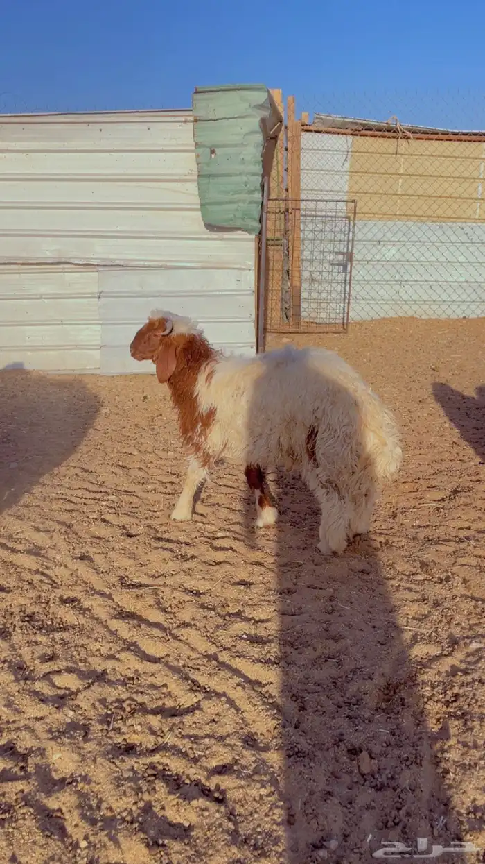 خرفان نعيم فل شحم اعمار 6 شهور 5
