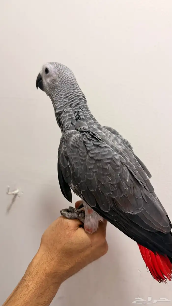 فرخ كاسكو طفره انتاج محلي 2