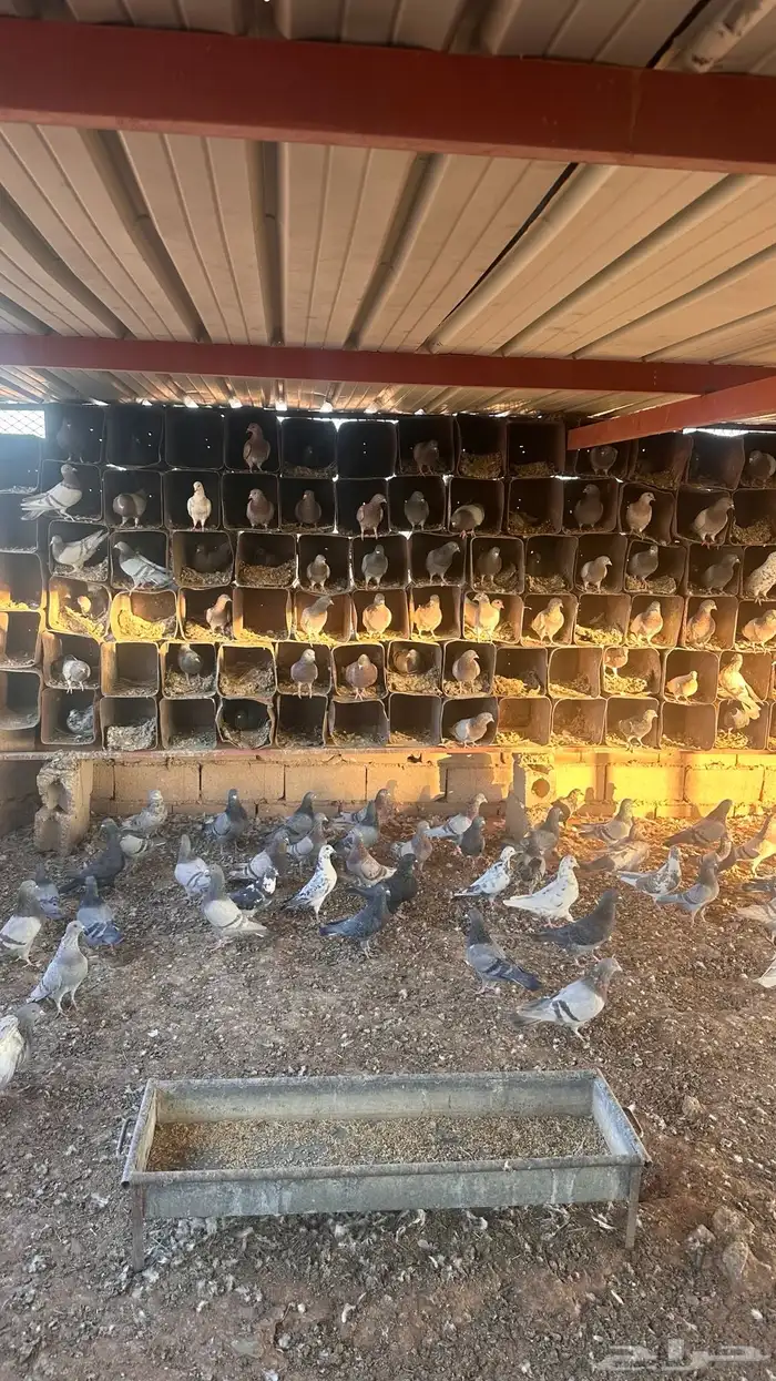 حمام للبيع 1