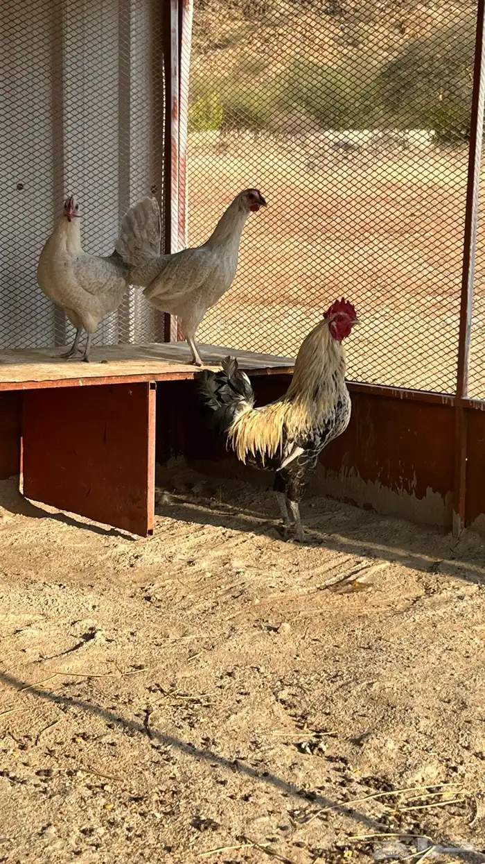 طقم دجاج   سبت شمران 2