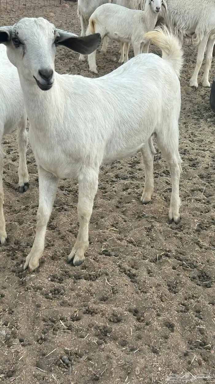 جفره بيشيه 0