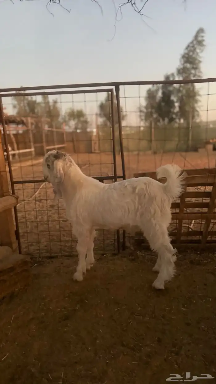 تيوس مطوره 2