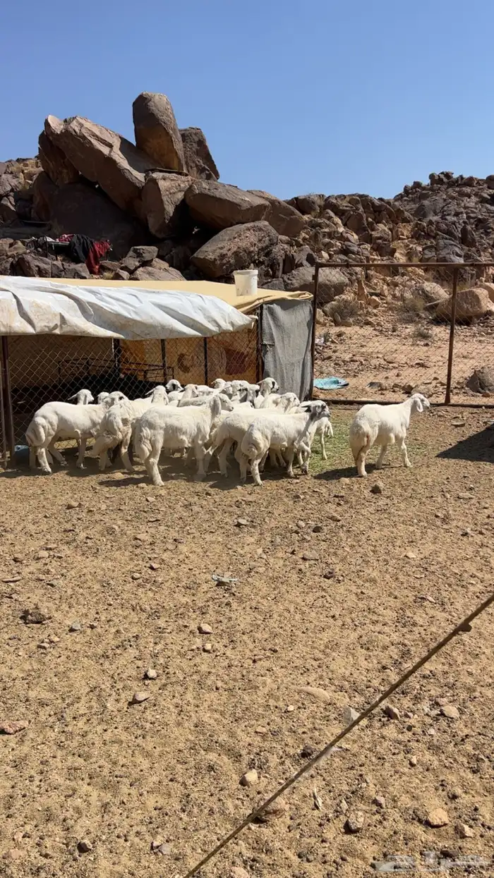 بهم خرفان ورخال طيبه 2