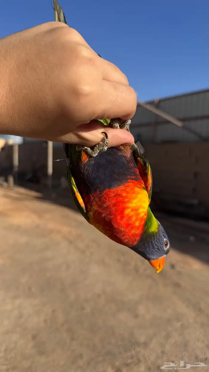 لوري راينبو اليف و هدد و متلكم 4