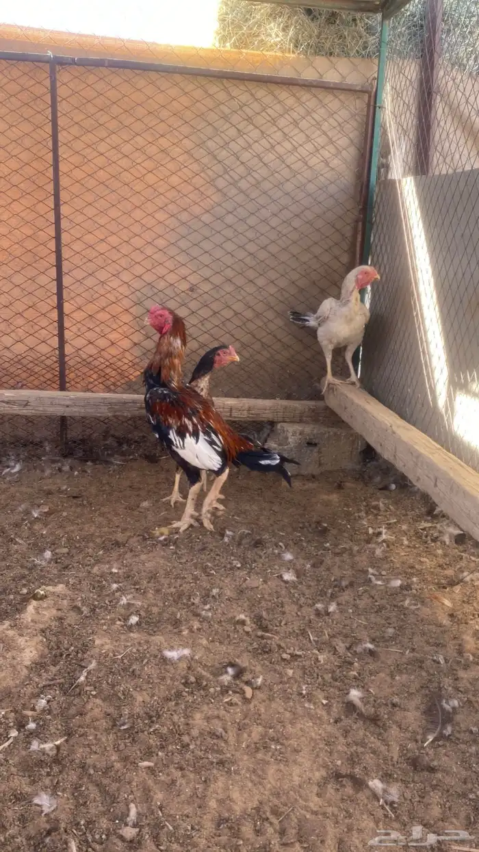 فارسي طقمين 3