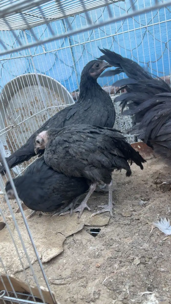 جمد اسود صك علاج ولا مقنوي 6