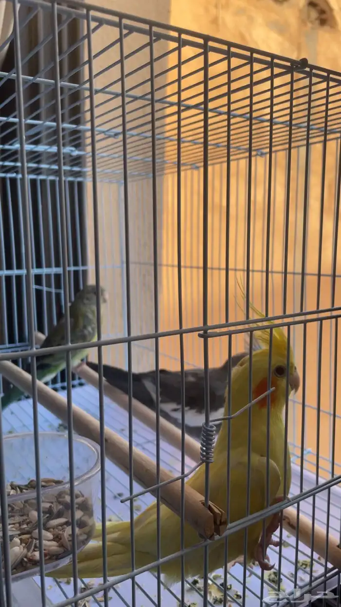 طيور كروان وبراكيت للبيع مستعجل 0