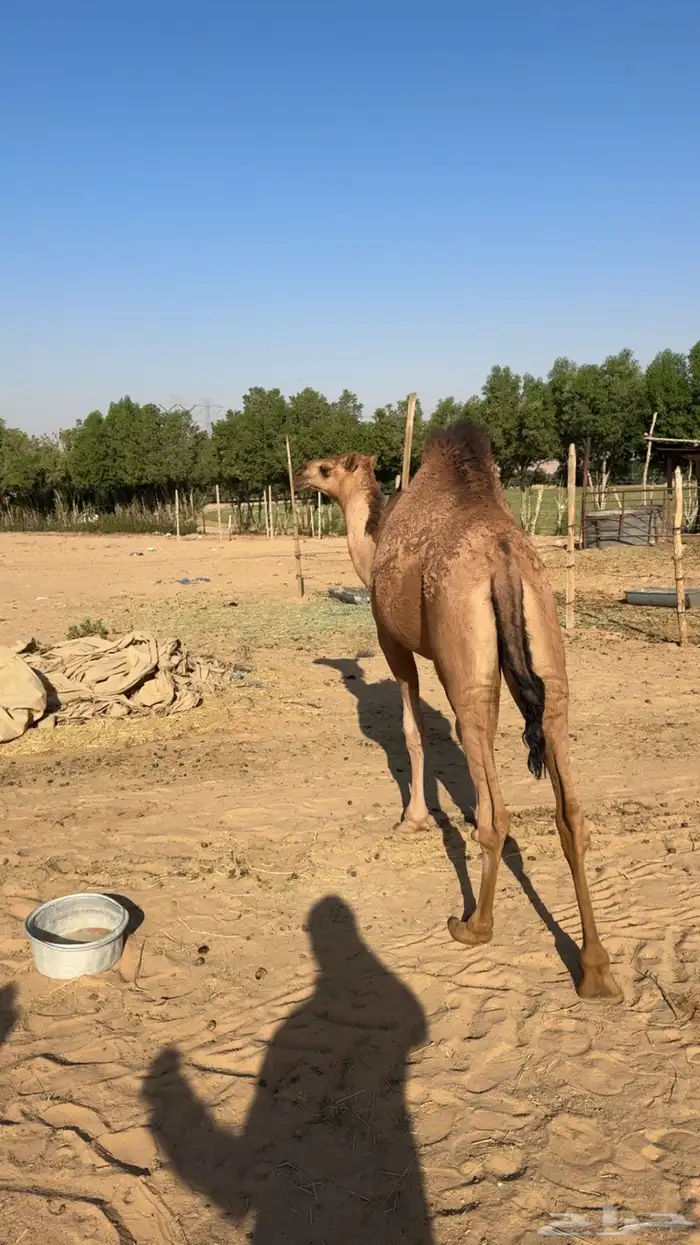 بكره للبيع 4