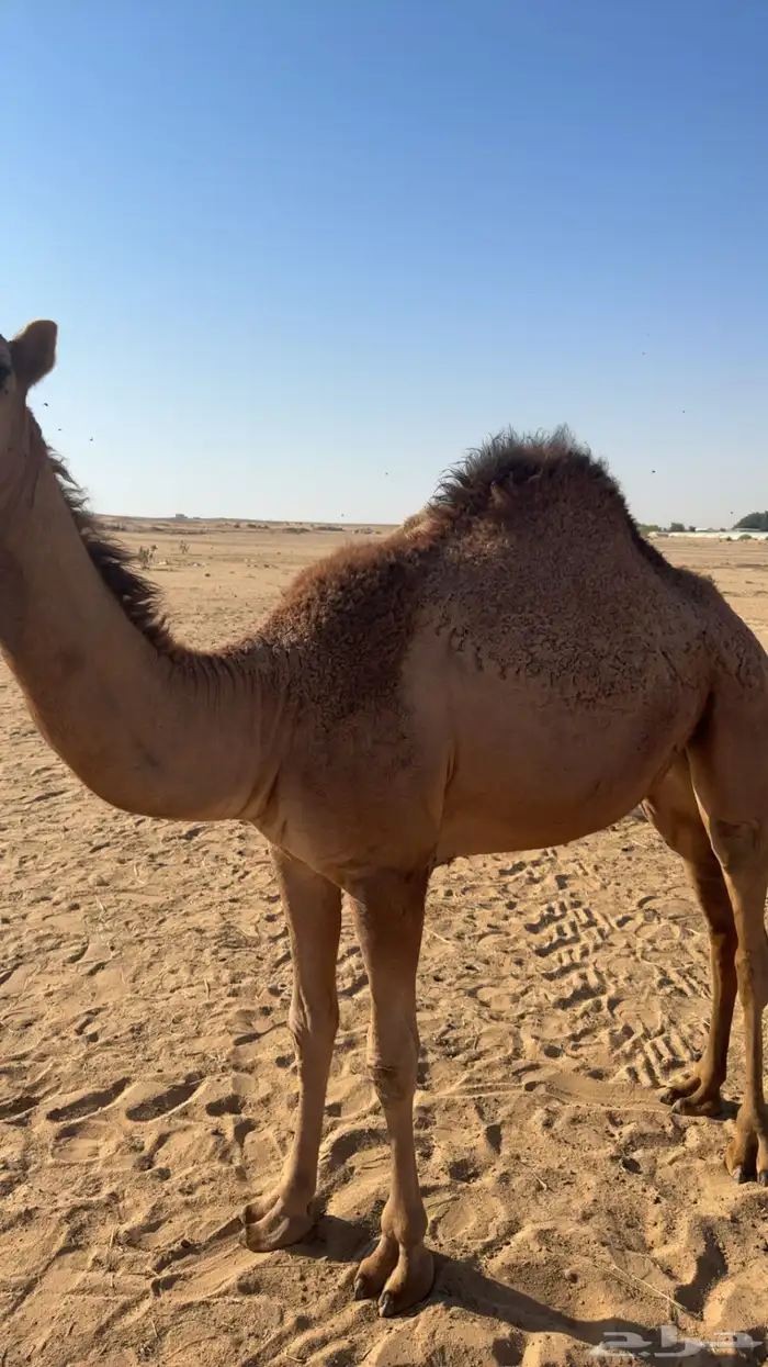 بكره للبيع 1