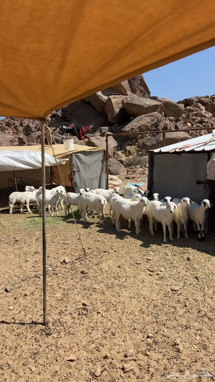 بهم خرفان ورخال طيبه 3