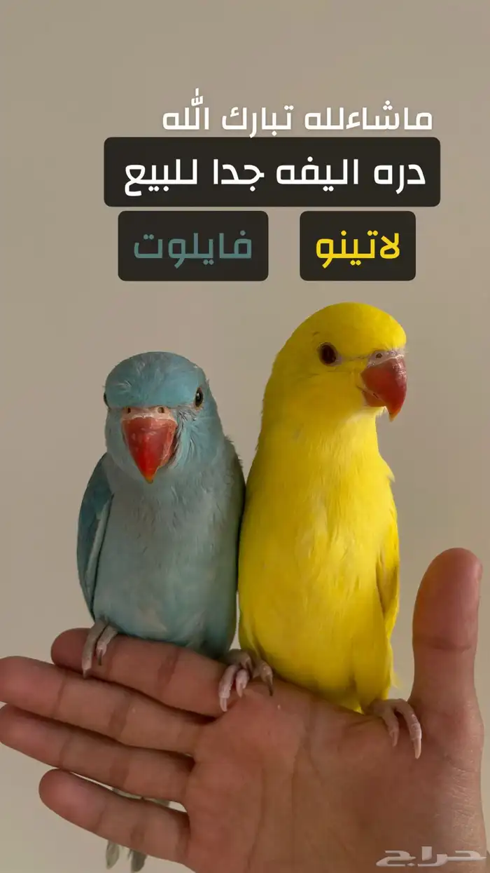 دره اليفه جدا للبيع 0