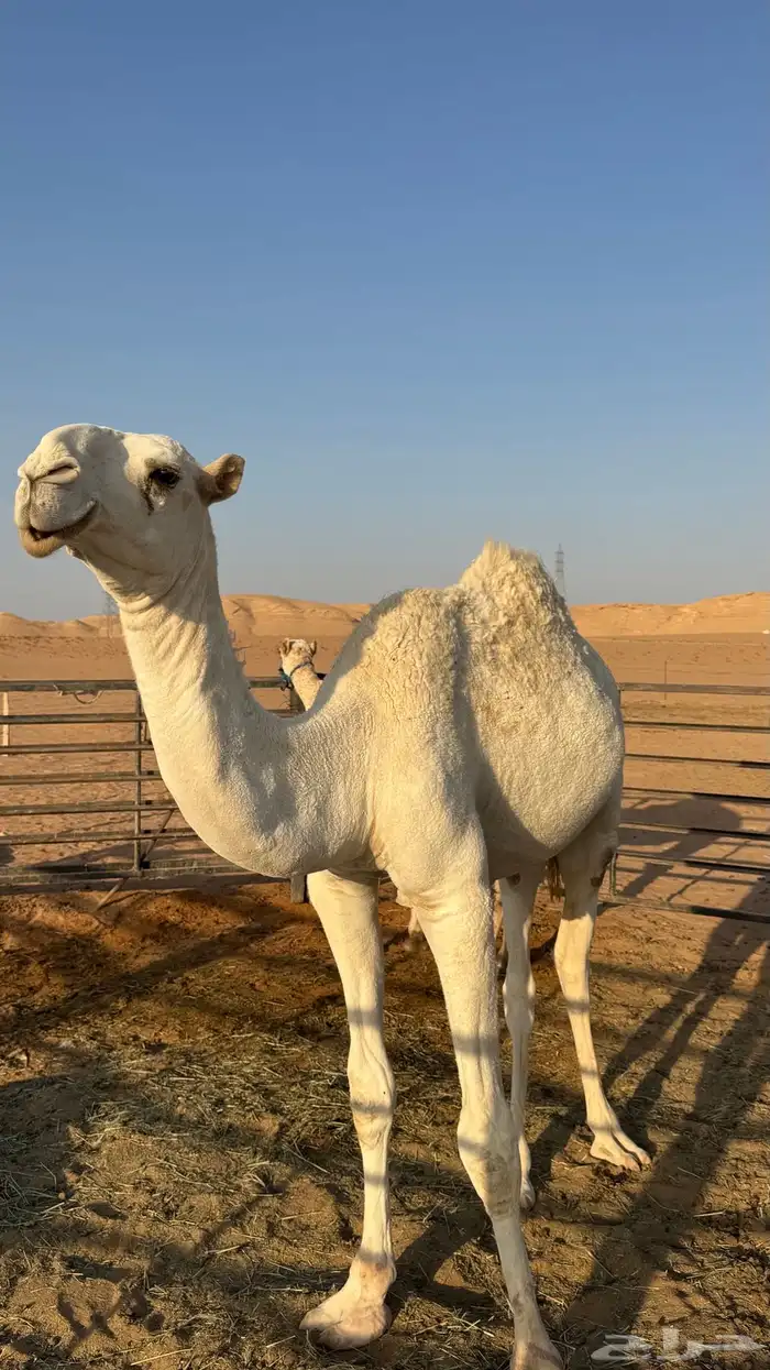 قعود للبيع 1