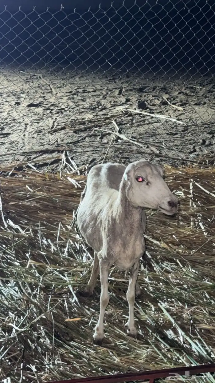 ضان للبيع على السوم 1