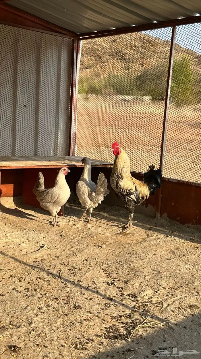 طقم دجاج   سبت شمران 1