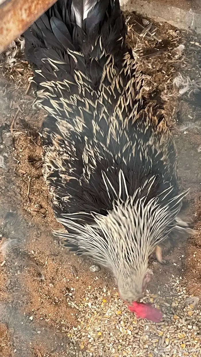 ديك براهما 7