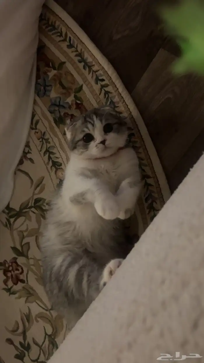 قطه القطه نوعها سكوتش فولد بيور نضيفه معاها كرت تطعيمات 1