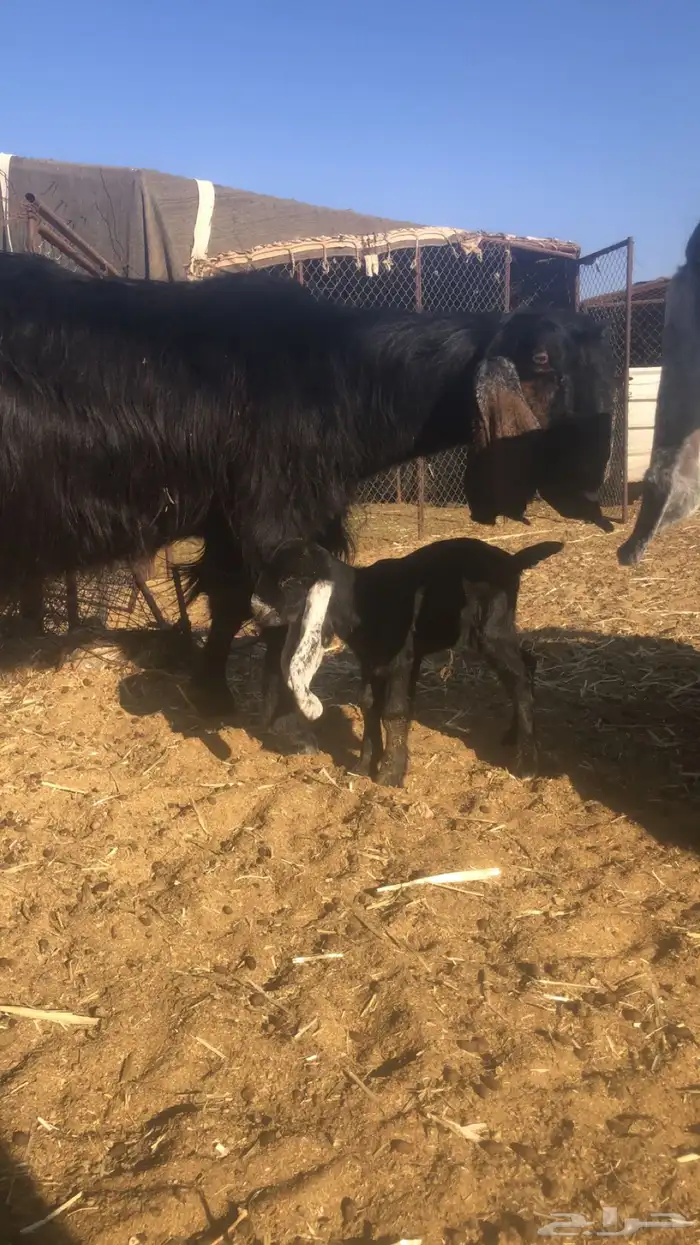 عنز طيبه تحته جفره 2