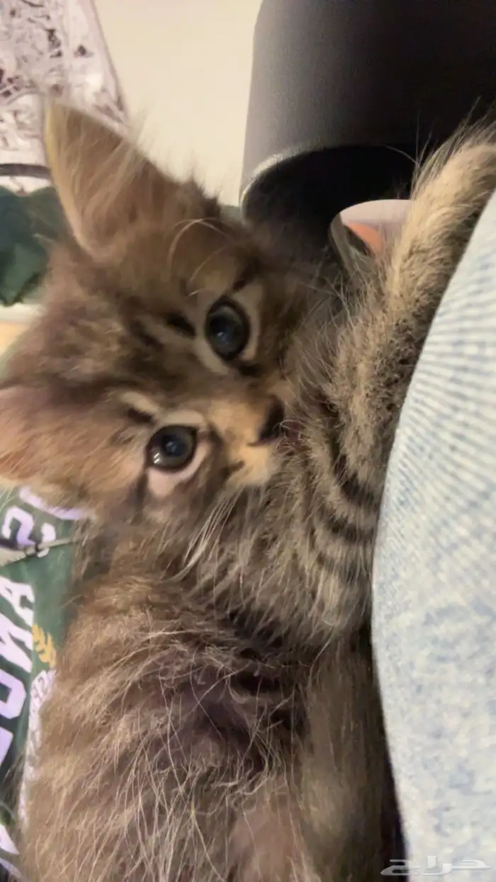 قط شيرازي شهرين 3