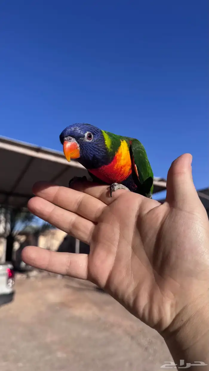 لوري راينبو اليف و هدد و متلكم 0