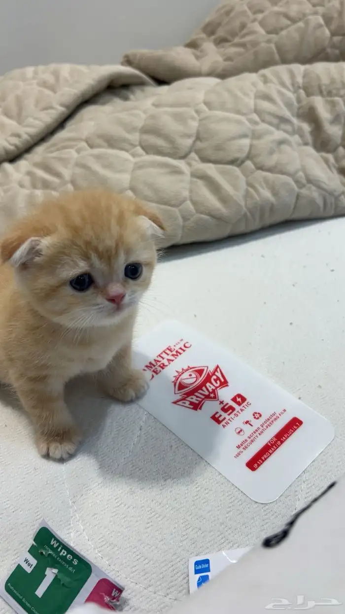 ام وبنته صغيرة للبيع سكوتش فولد 1