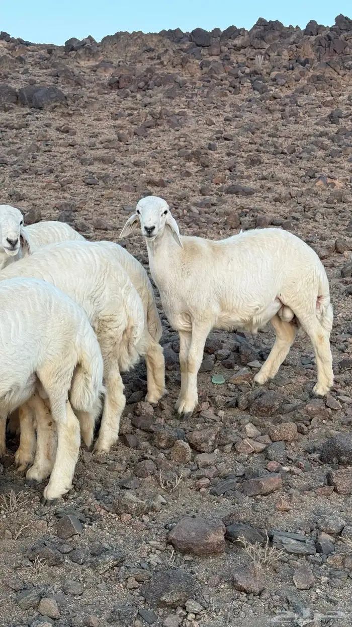 خرفان للبيع 3