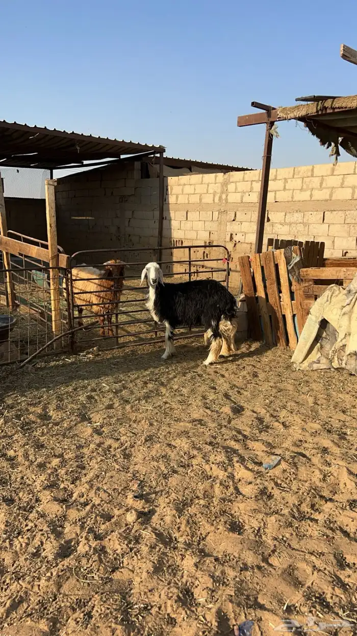 رخال نجديه صنف 0