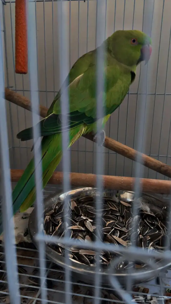 للبيع 2 دره اليفات 2