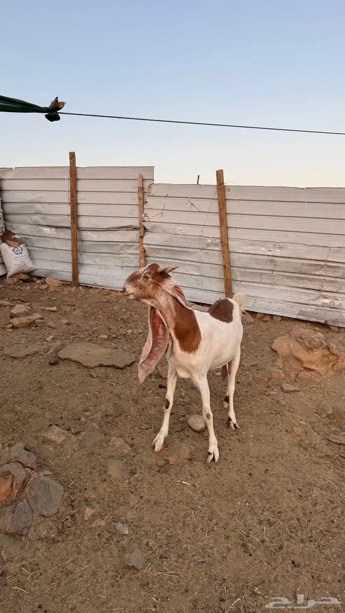 عنز هولندية دافع 1