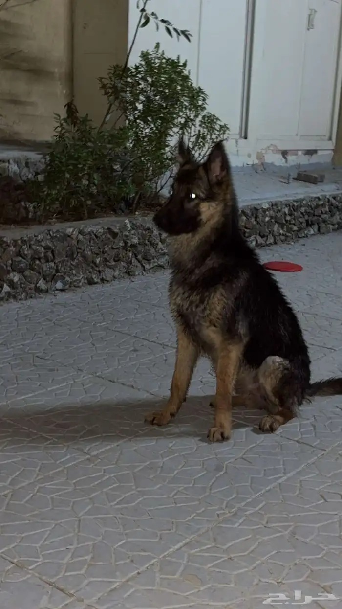 كلب جيرمان شيبرد 0