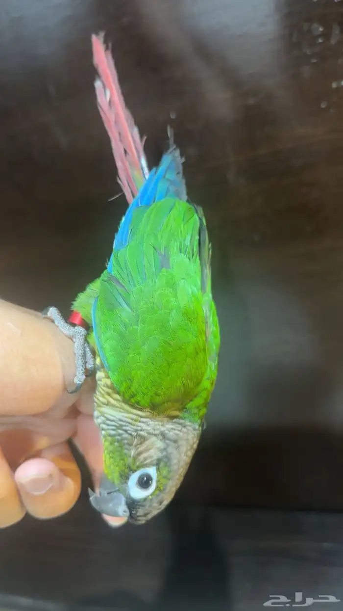 كنيور يلو سايد اليف 4