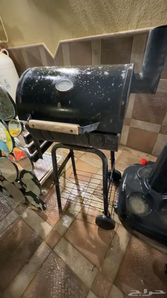 لتزاوج بسعر200 قط برتش مسجل يوجد قطط من الانتاج للبيع 2