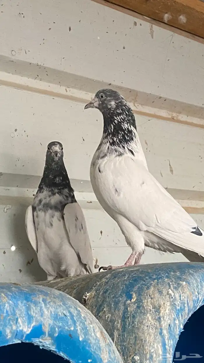 حمام باكستاني للبيع 3