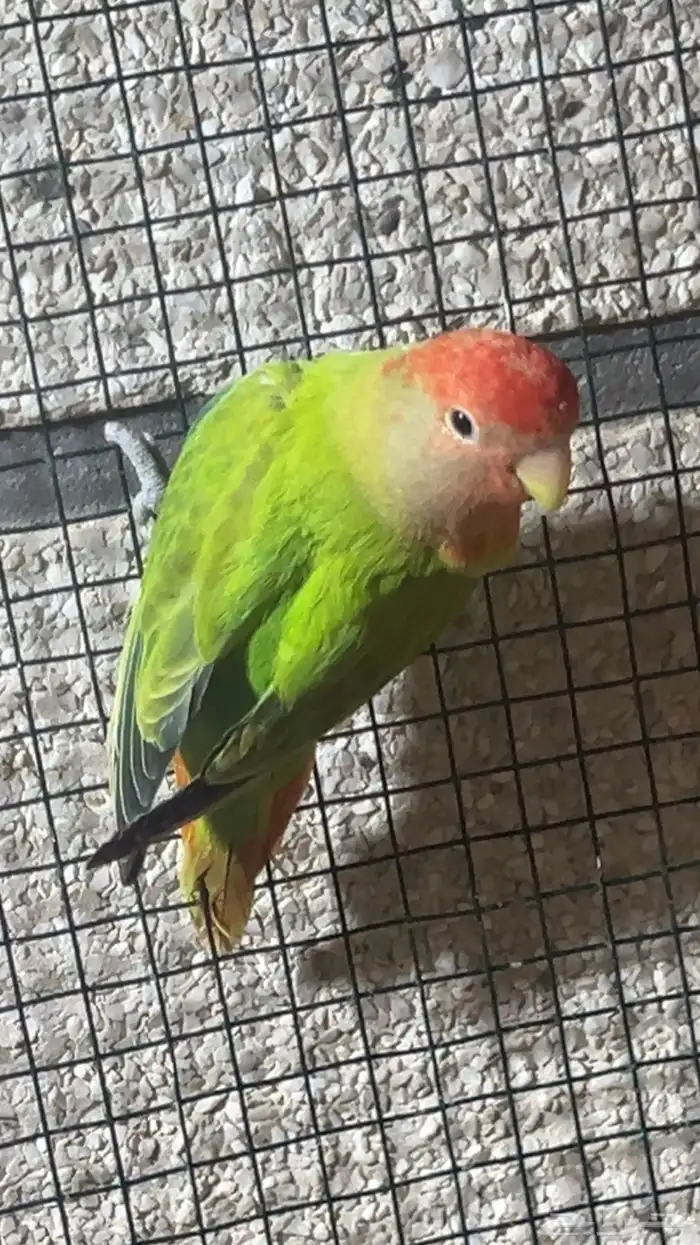 للبيع ذكر روز الي توقف عليه سومه نصيبه 0