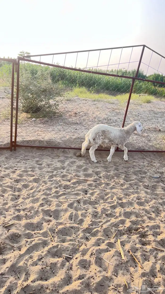 خروف مشروع فحل حري 1